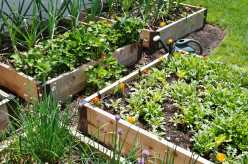 How to Build a Raised Garden Bed: Essential Materials and Tips