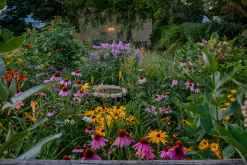 How to Identify Native Plants That Thrive in Your Region