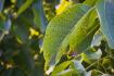 Top 5 Common Plant Diseases and How to Prevent Them Successfully