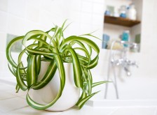 Low Maintenance Bathplants: Ideal Choices for Bathrooms with Limited Sunlight