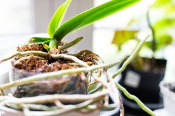 Preventing Root Rot: Tips for Healthy Plant Roots