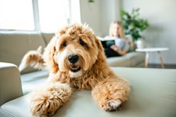 DIY Solutions for Removing Pet Odors Using Natural Ingredients