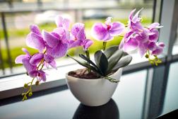 Top 5 Tips for Growing Beautiful Orchids Indoors