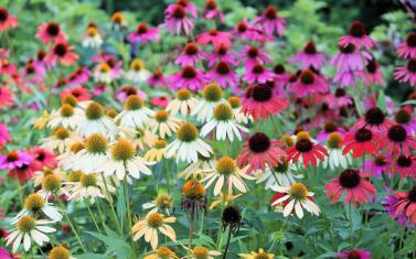 How to Design a Beautiful, Sustainable Garden That Invites Pollinators