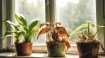 When Your Plants Wilt: Decoding the Signs of Too Much or Too Little Water