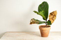Tips for Reviving Houseplants with Brown or Crispy Leaves